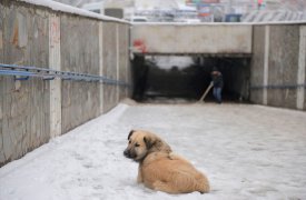 Аномально-холодное утро в Туле: какие последствия для жителей города?