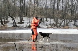 Сотрудники МЧС в Тульской области спасли с льдины собаку