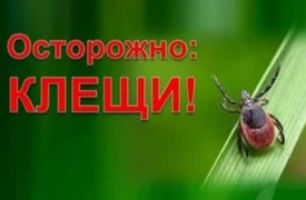 286 человек в Тульской области пострадали от укусов клещей