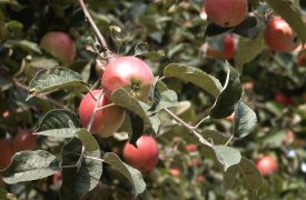 Сентябрь на тульской даче: помидоры-яблоки и не только