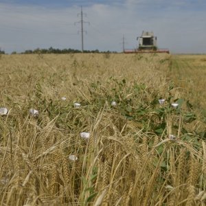 Двое новомосковцев украли кабели поливальной техники почти на 100 тысяч рублей