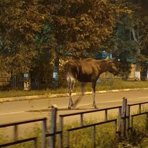 В Алексине дикий лось вышел к человеческому жилью