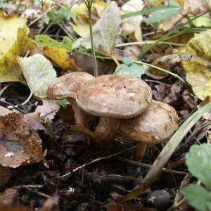 Житель Тульской области отравился грибами, собранными в городском парке