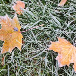 В ночь на 8 октября в Туле обещают заморозки до -5 градусов