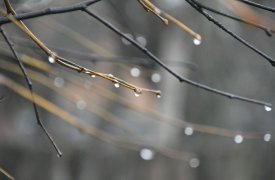 В Тульской области из-за дождя и ветра объявлено метеопредупреждение