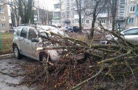 От прохождения циклона «Бенедикт» в Тульской области пострадали 10 автомобилей и 1 человек