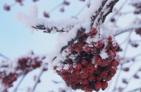 По прогнозам синоптиков, сегодня, 19 декабря, в воскресенье, в Туле будет нулевая температура