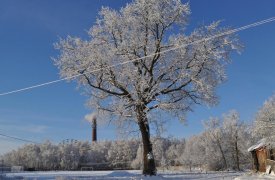 В Венёве без чьего-либо разрешения срубили трехсотлетний «Монастырский дуб»