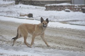 В Тульской области  увеличили финансирование на отлов бездомных собак до 33,7 млн рублей