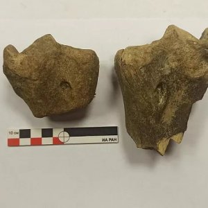 При раскопках Тульского кремля нашли кость верблюда XVI века