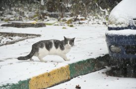 Сегодня, в субботу, 12 марта, в Туле ожидается пасмурная погода с небольшим снегом