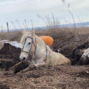 Тульские пожарные помогли лошади, попавшей в яму