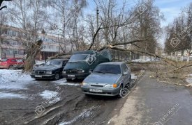 В Туле упавший с дерева тяжелый сук проломил крыши двух авто