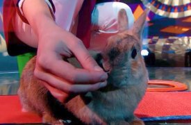 Юная дрессировщица кроликов из Тулы показала свой талант на шоу «Вундеркинды»