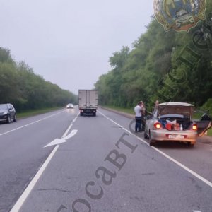 Встреча на ночной трассе с лосем в Тульской области закончилась серьезным ДТП