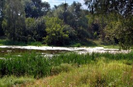 В Богородицком районе Тульской области в пруду утонул 16-летний подросток