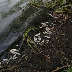 На Любовском водохранилище в Тульской области обнаружена мертвая рыба