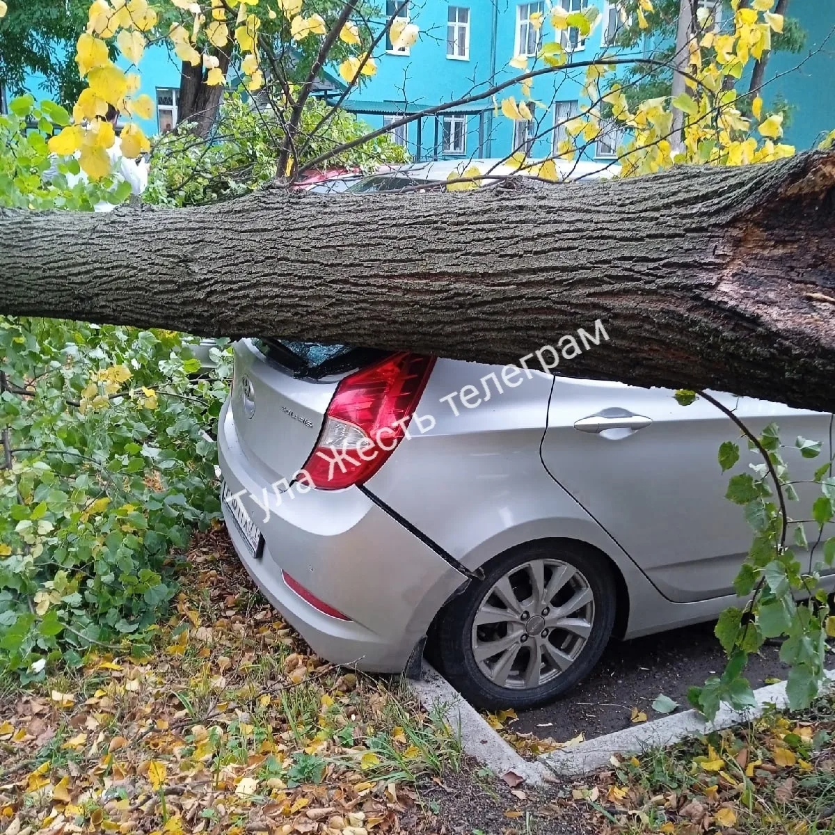 В Туле на автомобили упало дерево на улице Мира | 19.09.2022 | Тула -  БезФормата