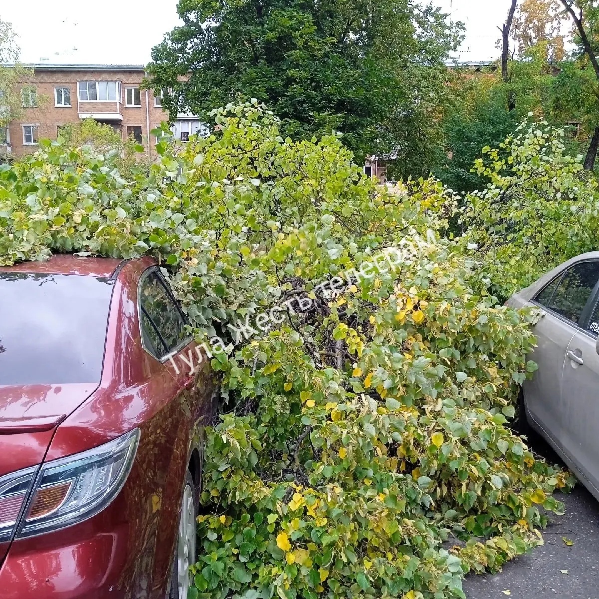 В Туле на автомобили упало дерево на улице Мира | 19.09.2022 | Тула -  БезФормата