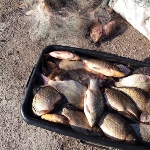 Два жителя Тульской области незаконно выловили 168 рыб