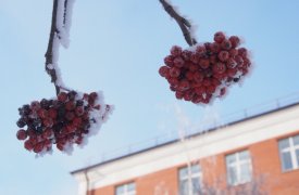 Прогноз погоды в Туле на 4 января: на смену оттепели приходят легкие заморозки