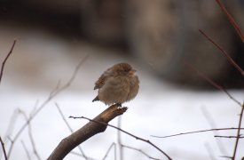 5 марта синоптики предсказывают в Тульской области небольшой снег