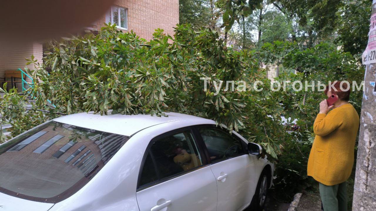 В Туле упавшее дерево повредило два автомобиля | 19.07.2023 | Тула -  БезФормата