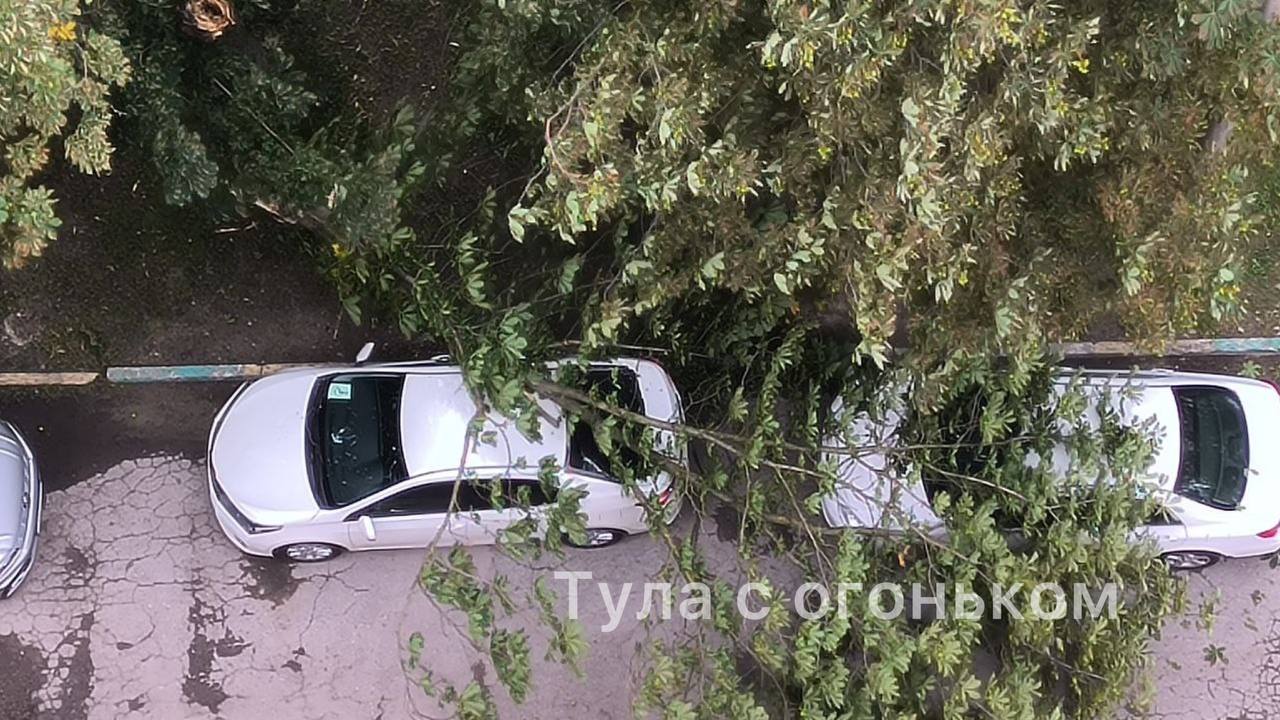 В Туле упавшее дерево повредило два автомобиля | 19.07.2023 | Тула -  БезФормата