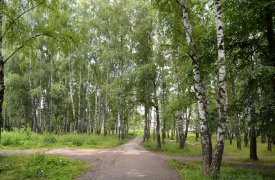 Рядом с селом Хрущево в Туле открыли новое кладбище 