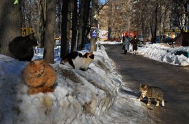 Прогноз погоды в Тульской области на 24 марта: весна вступает в свои права