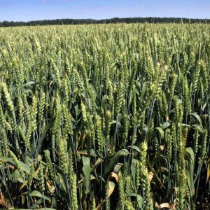 Из-за майских заморозков в Тульской области погибло не больше 1% посевов