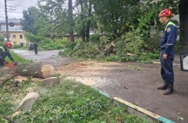 В Туле ураган повалил десятки деревьев