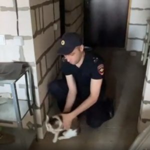 Тульские полицейские освободили запертых в квартире кошек 