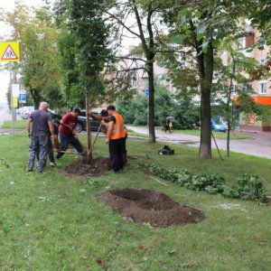 Почти три тысячи деревьев высадят на улицах Тулы в рамках компенсационного озеленения города