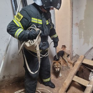 В Одоеве сотрудники МЧС вытащили собаку из подвала