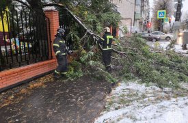 25 деревьев упало в Тульской области из-за первого снега