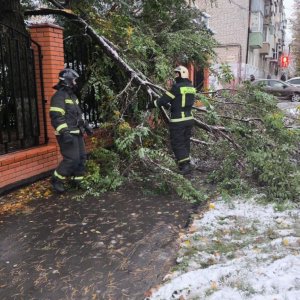 25 деревьев упало в Тульской области из-за первого снега