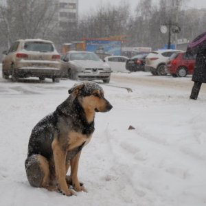 Аномально теплую зиму предсказывают синоптики в Тульской области 