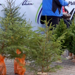 За незаконную рубку хвойных деревьев тулякам грозит штраф от трех до четырех тысяч рублей 