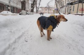 Прогноз погоды на 22 декабря в Тульской области