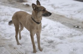 В Тульской области за год отловили почти три тысячи бездомных собак