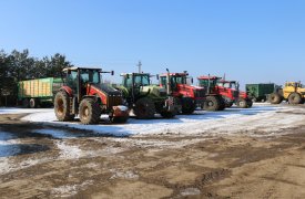 В Щекинском районе из-за вируса мозаики пепино ввели карантин