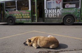 75 тысяч компенсации выплатил муниципалитет Тулы покусанному собакой мальчику