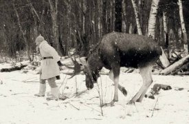 Мыши-деверсанты, боевые лоси - тулякам расскажут о вкладе животных в Великую Победу