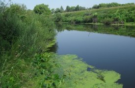 В Туле школьник утонул в Упе, в районе Восточного обвода