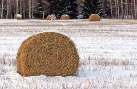 В Тульской области мужчина пытался украсть сено