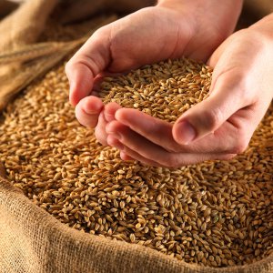 Тульские специалисты проводят проверку зерна и жмыха