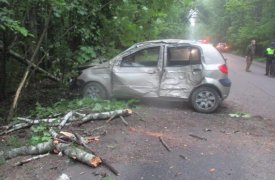 В Туле на Хомяковском шоссе сбили лося