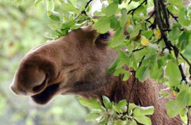 Житель Калужской области расплатится за убийство тульского лося