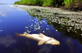 По факту гибели рыбы в реке Воронке проводится проверка